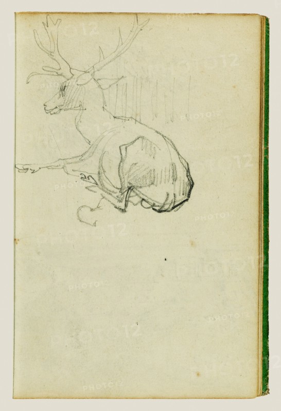 Seated Stag