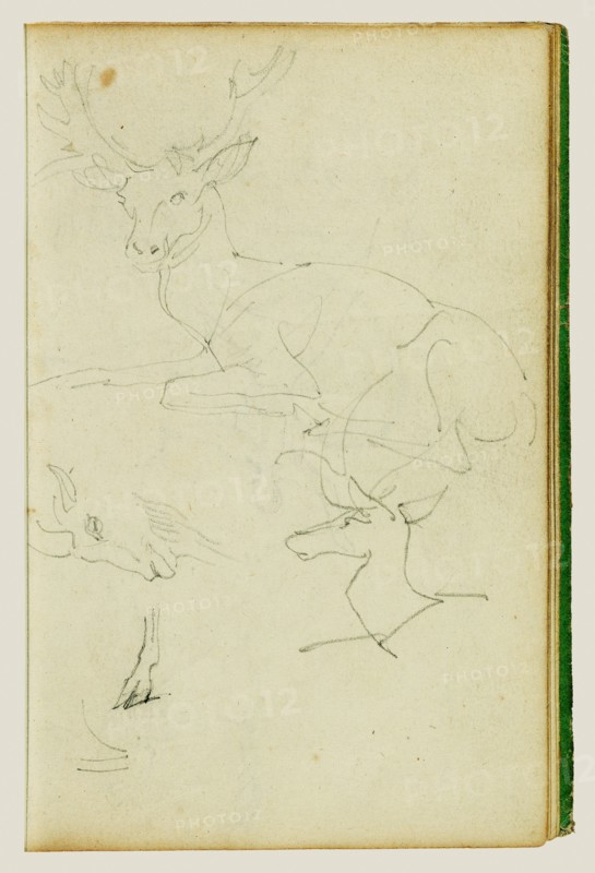 Studies of a seated stag, a fawn, a goat head