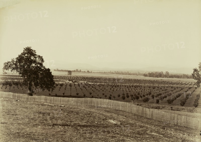 [Young Orchard, Palermo, Butte County]