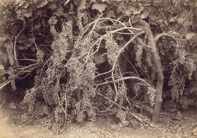 [Thompson's Seedless Grapes]