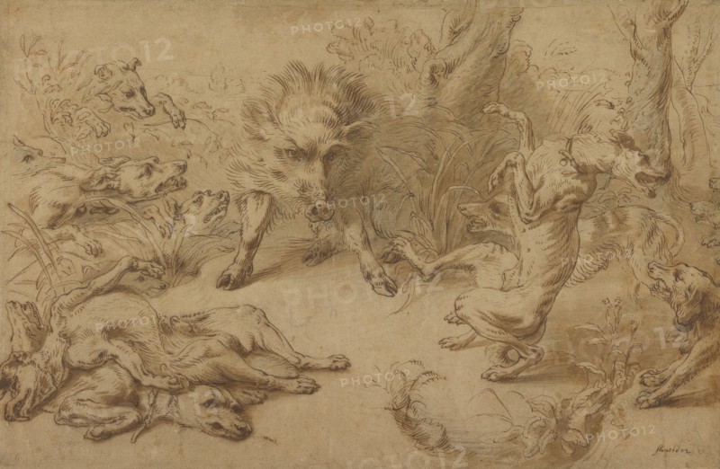 A Wild Boar at Bay