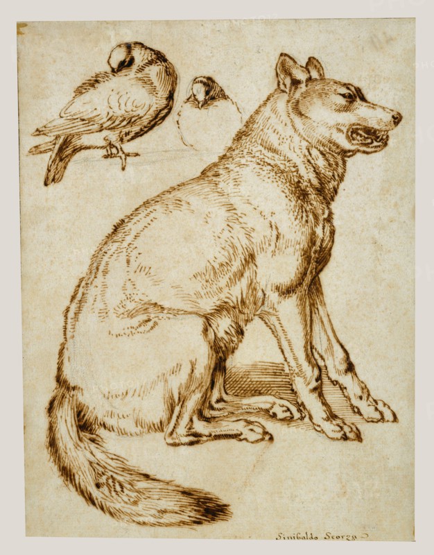 A Wolf and Two Doves