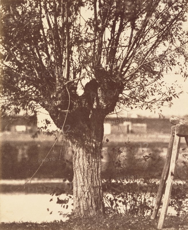 [Tree]
