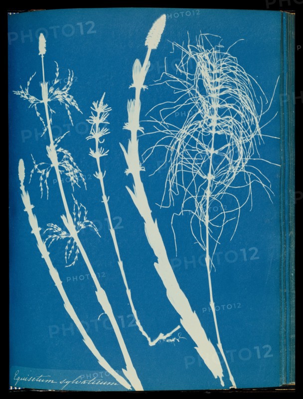 Equisetum sylvaticum