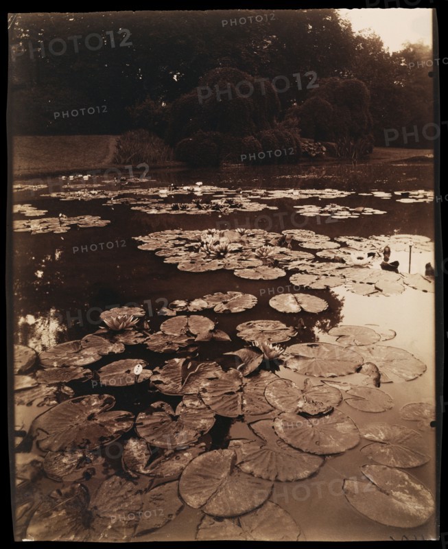 [Water Lilies]