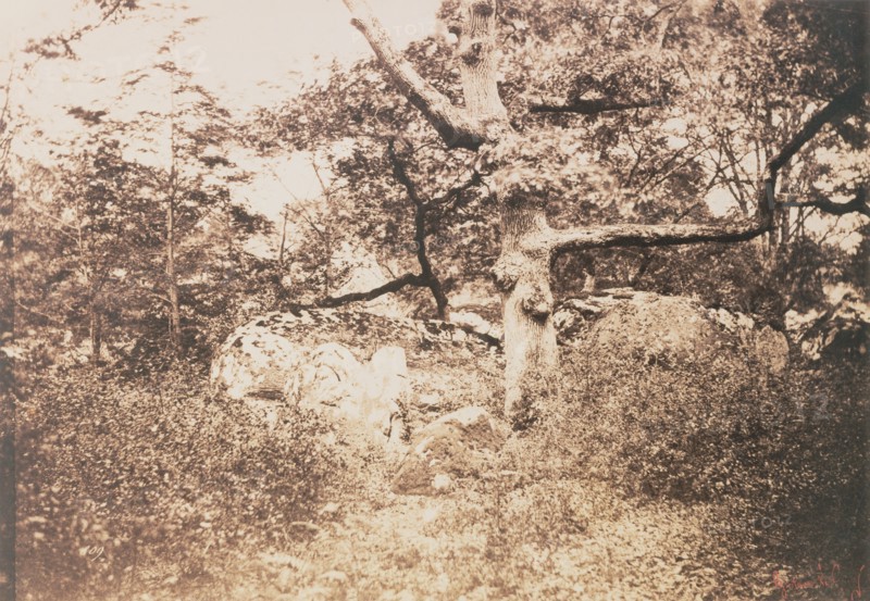 Gnarled Oak Tree near l'Epine Crossroads