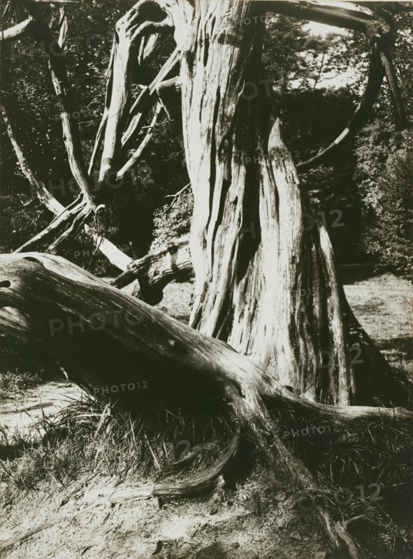[Sapin, Trianon (Pine Tree Trunks at the Trianon)]