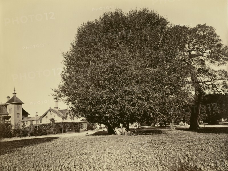 [Residence of Mr. Howard, San Mateo, California, with Olive Tree