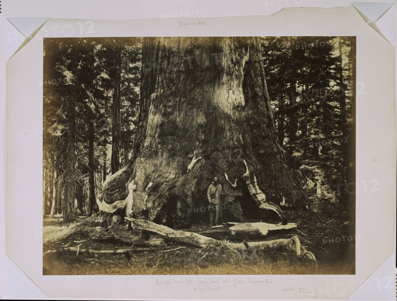 [Part of the Trunk of the "Grizzly Giant" with Clark - Mariposa