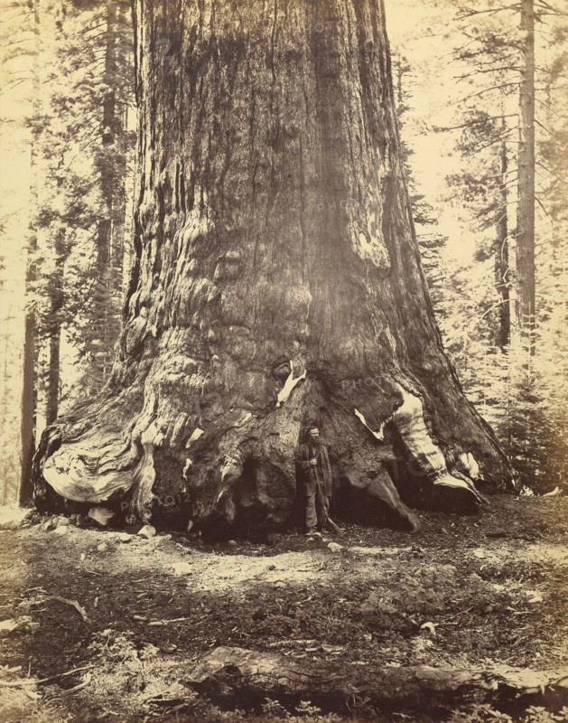 [Section of the Grizzly Giant]