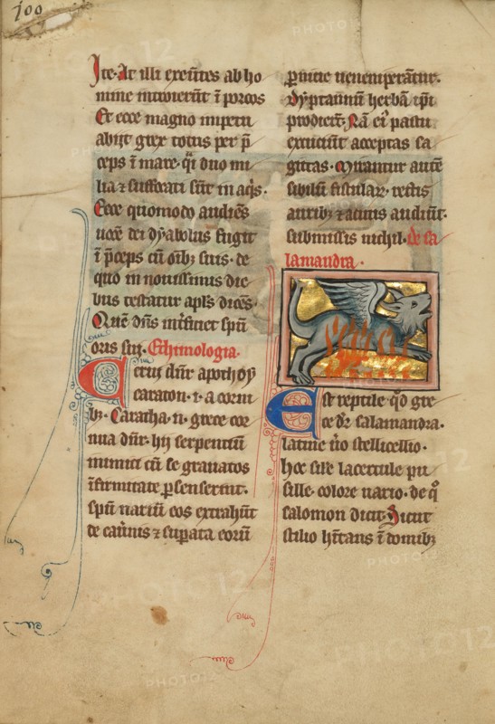 A Salamander