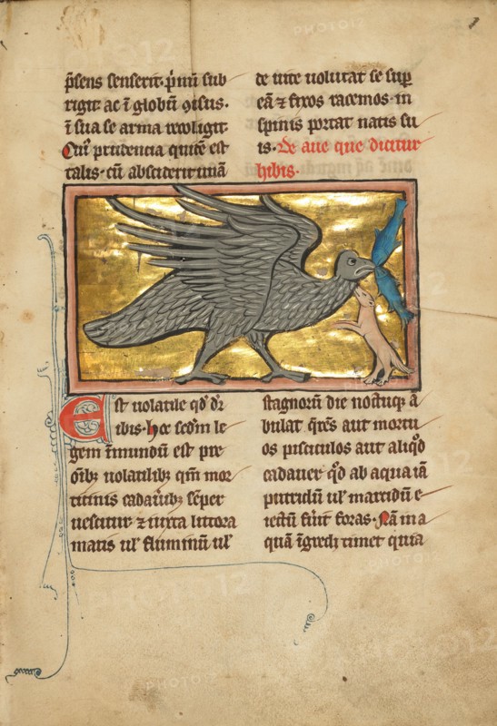 An Ibis with Two Fish in its Beak