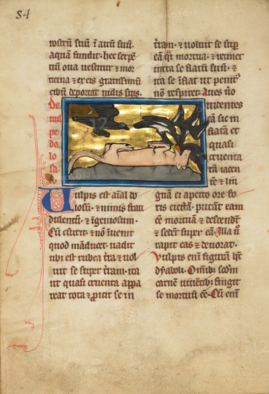 Birds on a Dead Fox