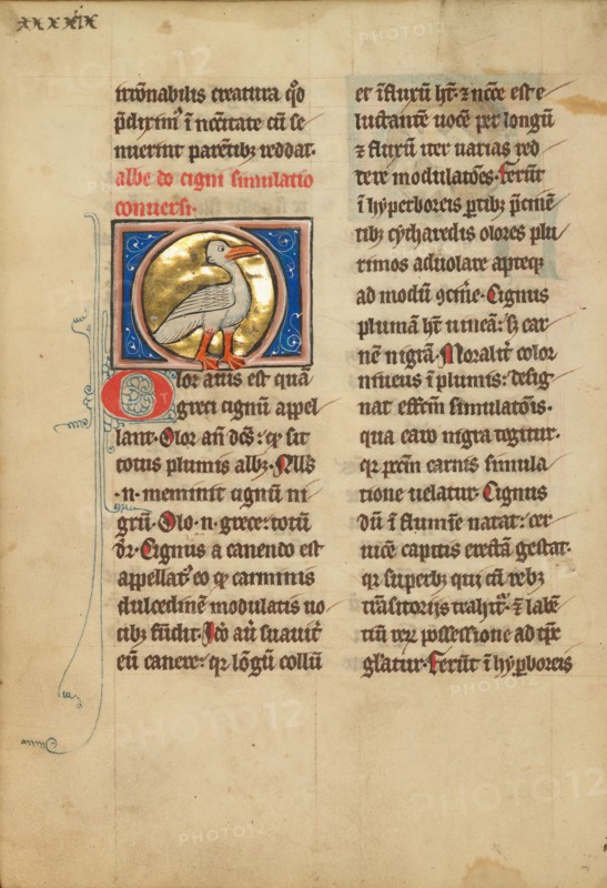 A Swan