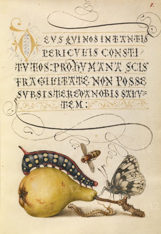 Fly, Caterpillar, Pear, and Centipede
