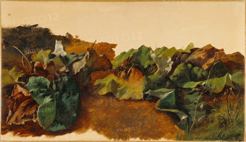 Large Butterburr Leaves and Grass