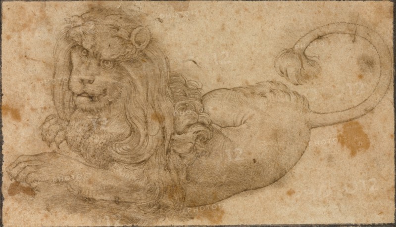 Study of a Lion