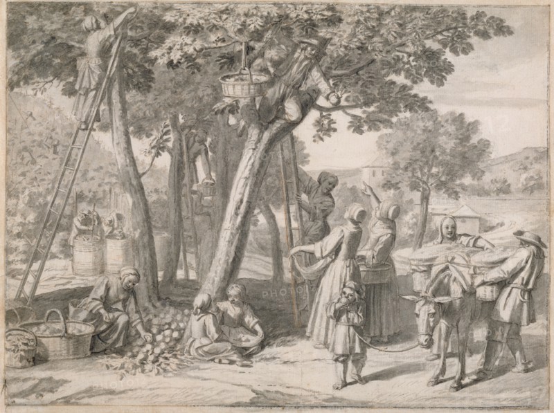 An Apple Harvest
