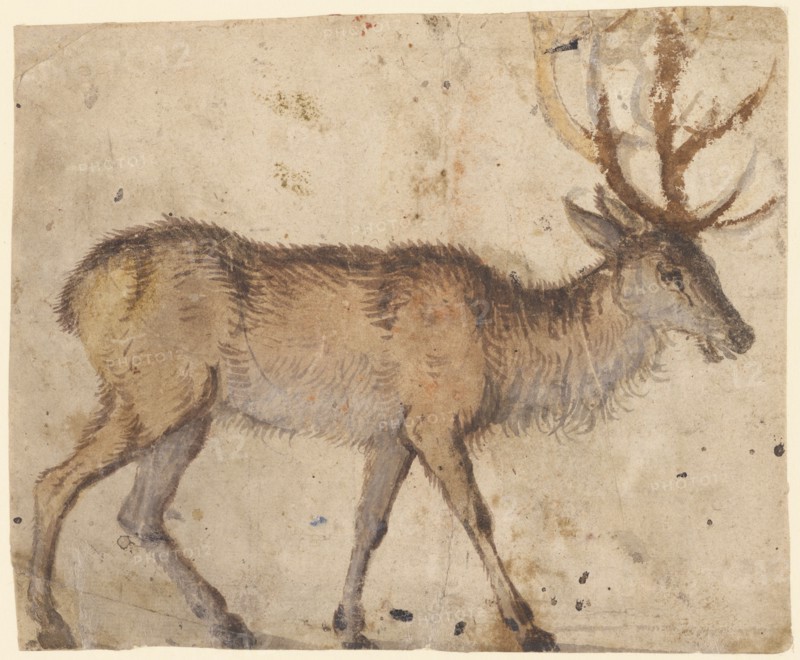 Study of a Stag (recto),  Study of Goats (verso)