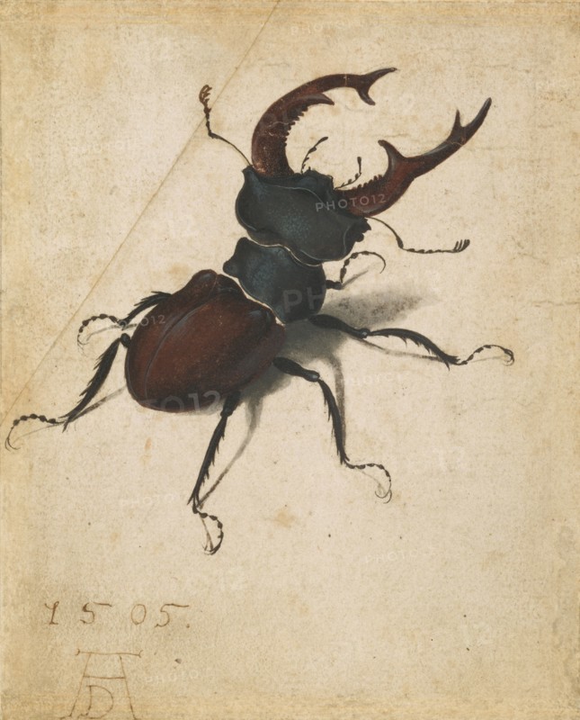 Stag Beetle