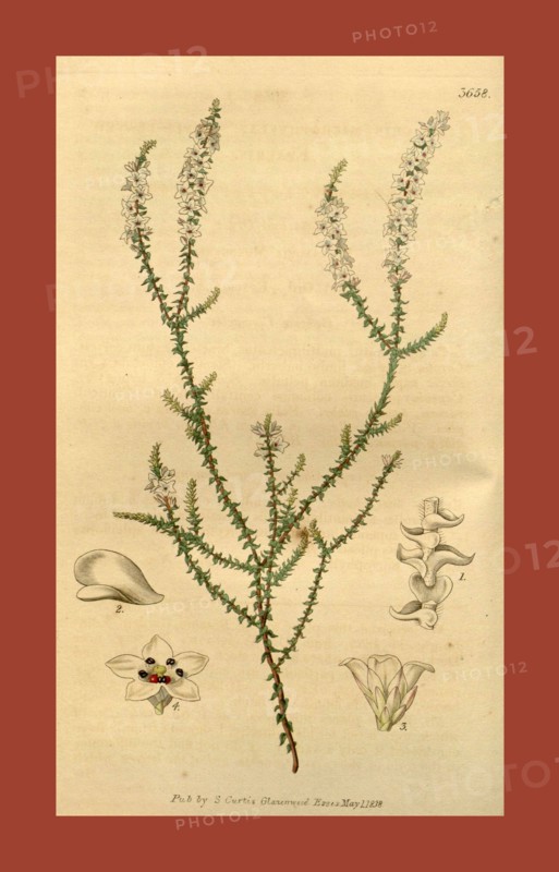 19th century botanical colour  print. Botanical illustration.  Form, colour, and details of the  plant as an art piece. From the  Liszt Masterpieces of Botanical  Illustration Collection.