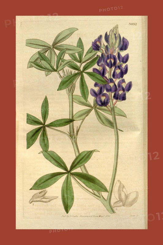 Botanical print or English natural history illustration by Joseph Swan 1796-1872, British Engraver. From the Liszt Masterpieces of Botanical Illustration Collection.