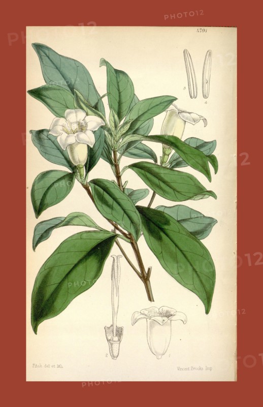 Botanical Print by Walter Hood Fitch 1817 â€ì 1892, W.H. Fitch was an botanical illustrator and artist, born in Glasgow, Scotland, UK, colour lithograph. From the Liszt Masterpieces of Botanical Illustration Collection.
