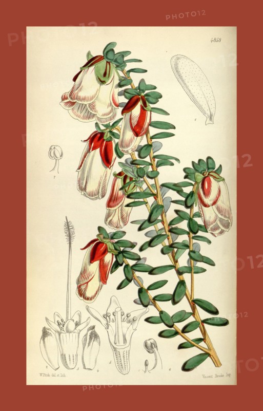 Botanical Print by Walter Hood Fitch 1817 â€ì 1892, W.H. Fitch was an botanical illustrator and artist, born in Glasgow, Scotland, UK, colour lithograph. From the Liszt Masterpieces of Botanical Illustration Collection.