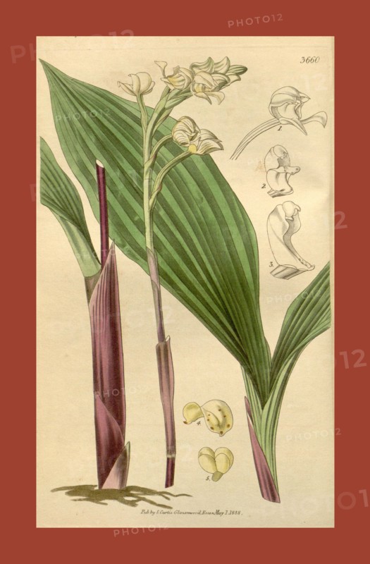 19th century botanical colour  print. Botanical illustration.  Form, colour, and details of the  plant as an art piece. From the  Liszt Masterpieces of Botanical  Illustration Collection.