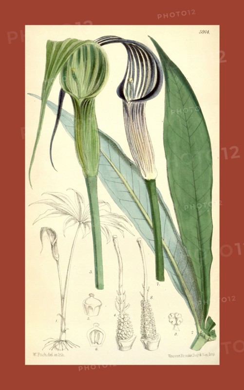 Botanical Print by Walter Hood Fitch 1817 â€ì 1892, W.H. Fitch was an botanical illustrator and artist, born in Glasgow, Scotland, UK, colour lithograph. From the Liszt Masterpieces of Botanical Illustration Collection.