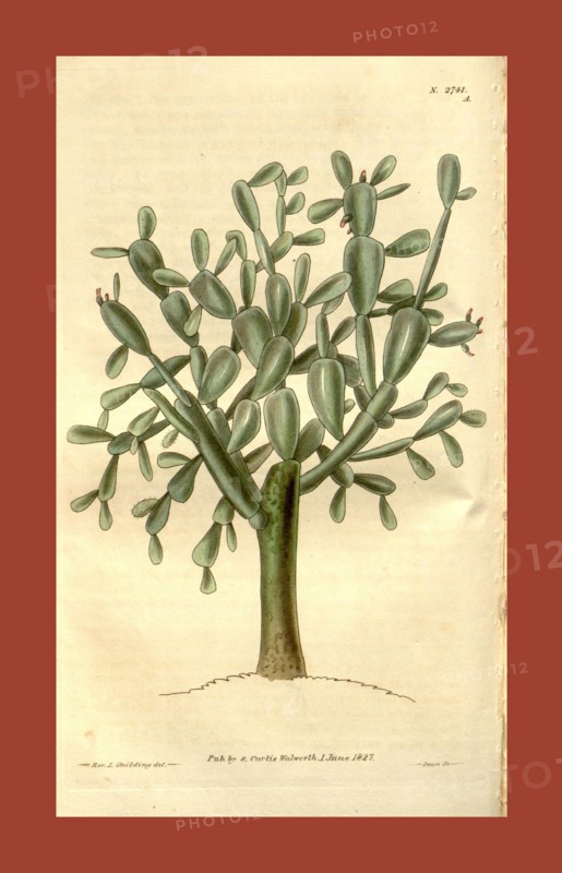 Botanical print or English natural history illustration by Joseph Swan 1796-1872, British Engraver. From the Liszt Masterpieces of Botanical Illustration Collection.
