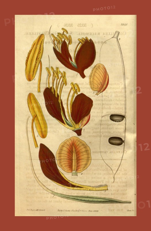 Botanical print or English natural history illustration by Joseph Swan 1796-1872, British Engraver. From the Liszt Masterpieces of Botanical Illustration Collection.