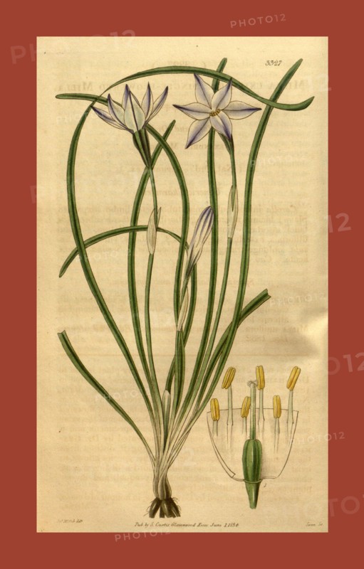 Botanical print or English natural history illustration by Joseph Swan 1796-1872, British Engraver. From the Liszt Masterpieces of Botanical Illustration Collection, 1834