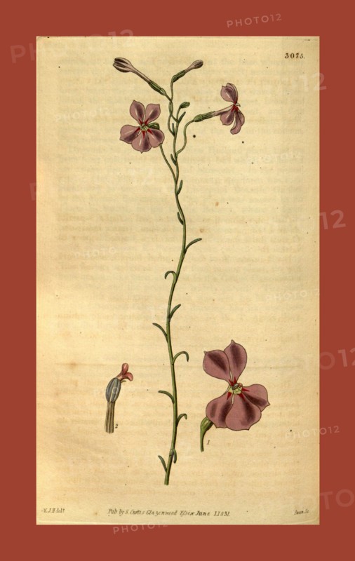 Botanical print by Sir William Jackson Hooker, FRS, 1785 â€ì 1865, English botanical illustrator. He held the post of Regius Professor of Botany at Glasgow University, and was Director of the Royal Botanic Gardens, Kew. From the Liszt Masterpieces of Botanical Illustration Collection.