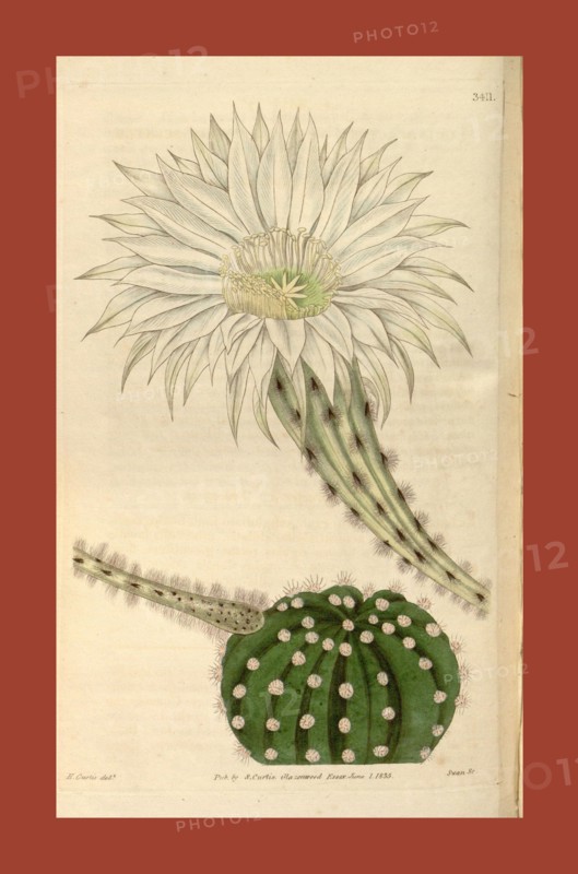 Botanical print or English natural history illustration by Joseph Swan 1796-1872, British Engraver. From the Liszt Masterpieces of Botanical Illustration Collection.