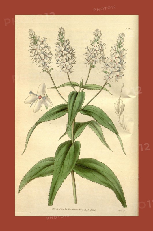 Botanical print or English natural history illustration by Joseph Swan 1796-1872, British Engraver. From the Liszt Masterpieces of Botanical Illustration Collection.