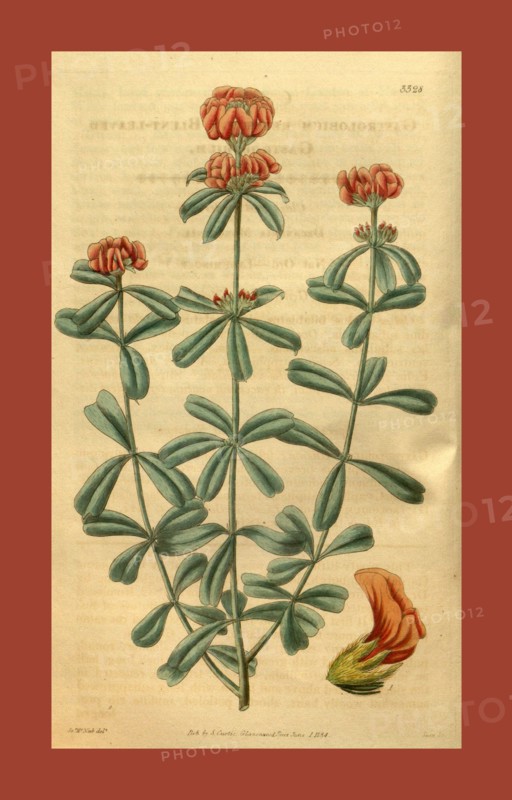 19th century botanical colour  print. Botanical illustration.  Form, colour, and details of the  plant as an art piece. From the  Liszt Masterpieces of Botanical  Illustration Collection.