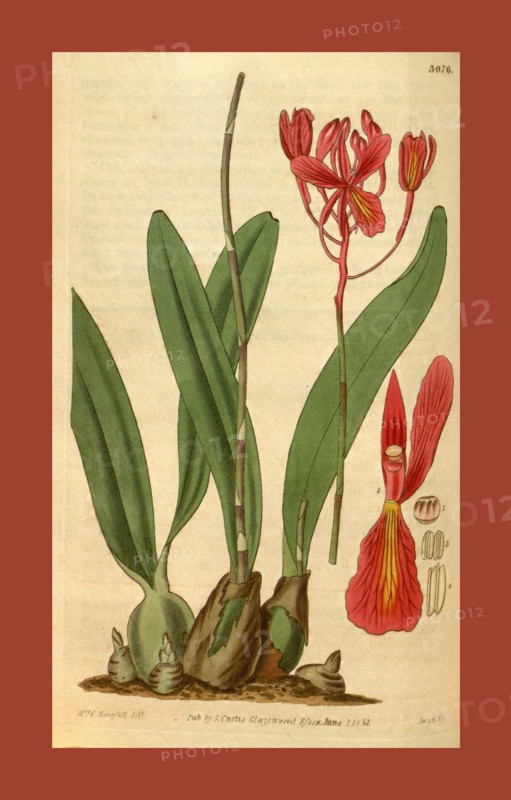Botanical print by Mrs. C.  Horsfall, an English natural  history illustrator and  botanical artist. From the Liszt  Masterpieces of Botanical  Illustration Collection.