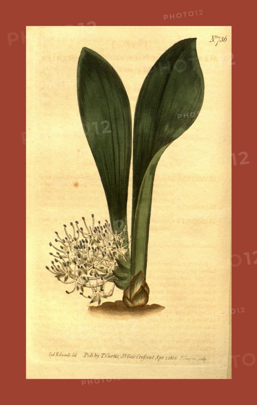 Botanical print by Sydenham Teast Edwards 1768 â€ì 1819, Sydenham Edwards was a natural history illustrator, British, UK, colour lithograph, botanical artist. From the Liszt Masterpieces of Botanical Illustration Collection.