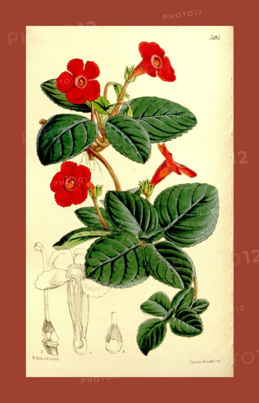Botanical Print by Walter Hood Fitch 1817 â€ì 1892, W.H. Fitch was an botanical illustrator and artist, born in Glasgow, Scotland, UK, colour lithograph. From the Liszt Masterpieces of Botanical Illustration Collection.