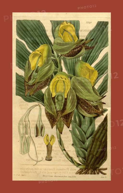 Botanical print by Sir William Jackson Hooker, FRS, 1785 â€ì 1865, English botanical illustrator. He held the post of Regius Professor of Botany at Glasgow University, and was Director of the Royal Botanic Gardens, Kew. From the Liszt Masterpieces of Botanical Illustration Collection.
