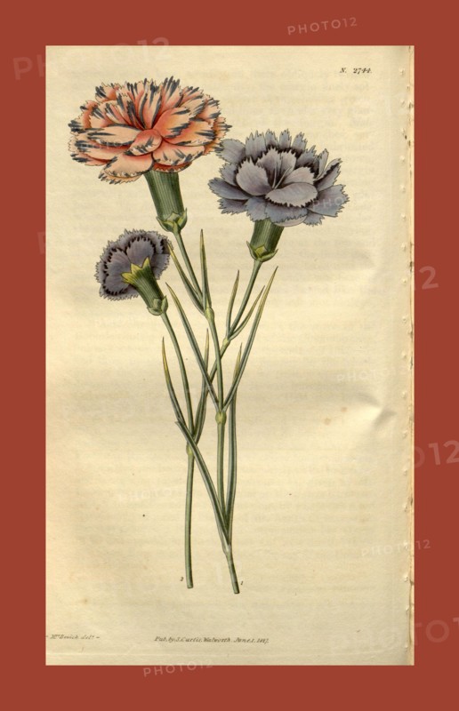 19th century botanical colour  print. Botanical illustration.  Form, colour, and details of the  plant as an art piece. From the  Liszt Masterpieces of Botanical  Illustration Collection.