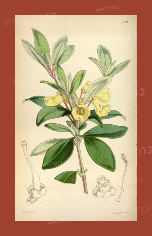 Botanical Print by Walter Hood Fitch 1817 â€ì 1892, W.H. Fitch was an botanical illustrator and artist, born in Glasgow, Scotland, UK, colour lithograph. From the Liszt Masterpieces of Botanical Illustration Collection.