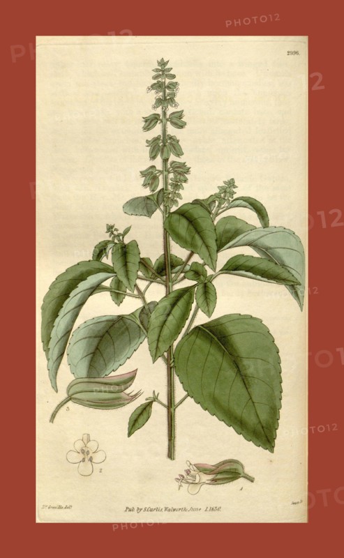 Botanical print by Robert Kaye  Greville, 1794 â€ì 1866, an  English botanist. He was an  accomplished British botanical  artist and illustrator of  natural history. From the Liszt  Masterpieces of Botanical  Illustration Collection.