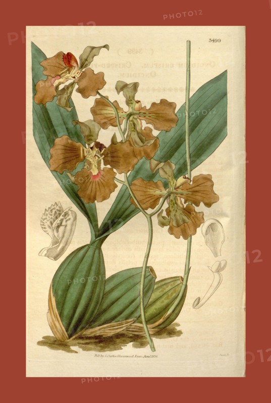 Botanical print or English natural history illustration by Joseph Swan 1796-1872, British Engraver. From the Liszt Masterpieces of Botanical Illustration Collection.