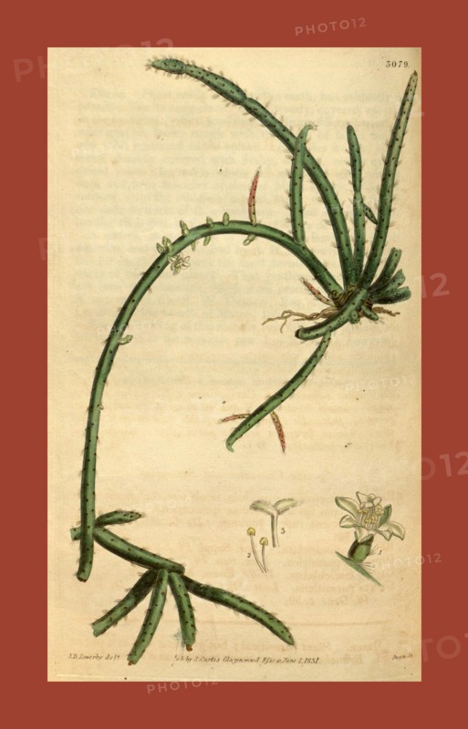 Botanical print or English natural history illustration by Joseph Swan 1796-1872, British Engraver. From the Liszt Masterpieces of Botanical Illustration Collection.