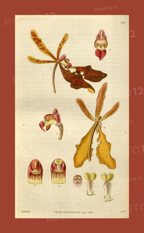 Botanical print by Sir William Jackson Hooker, FRS, 1785 â€ì 1865, English botanical illustrator. He held the post of Regius Professor of Botany at Glasgow University, and was Director of the Royal Botanic Gardens, Kew. From the Liszt Masterpieces of Botanical Illustration Collection.