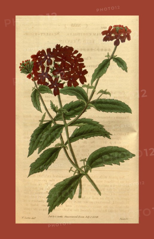 Botanical print or English natural history illustration by Joseph Swan 1796-1872, British Engraver. From the Liszt Masterpieces of Botanical Illustration Collection, 1834