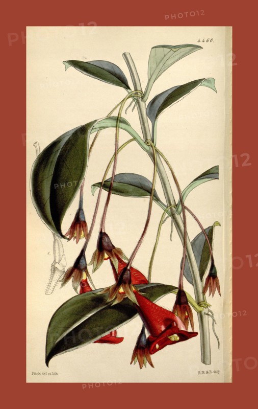 Botanical Print by Walter Hood Fitch 1817 â€ì 1892, W.H. Fitch was an botanical illustrator and artist, born in Glasgow, Scotland, UK, colour lithograph. From the Liszt Masterpieces of Botanical Illustration Collection.