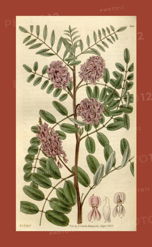 Botanical print by Sir William Jackson Hooker, FRS, 1785 â€ì 1865, English botanical illustrator. He held the post of Regius Professor of Botany at Glasgow University, and was Director of the Royal Botanic Gardens, Kew. From the Liszt Masterpieces of Botanical Illustration Collection, 1830